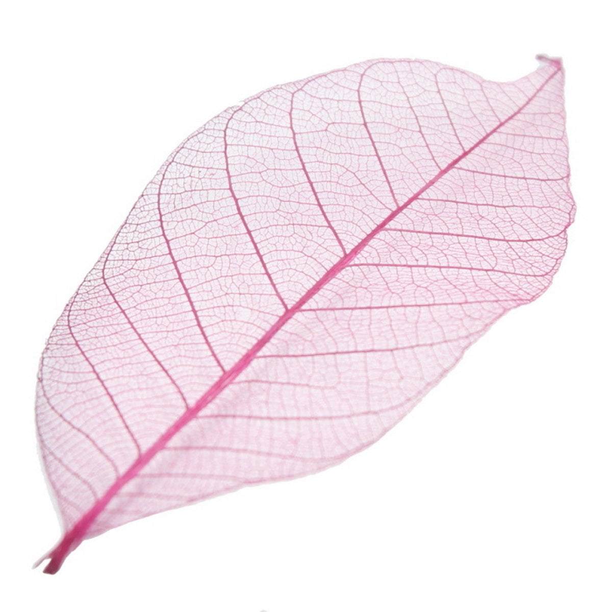 Gift To Love | Dried Veins Leaf | Code : LF3X25