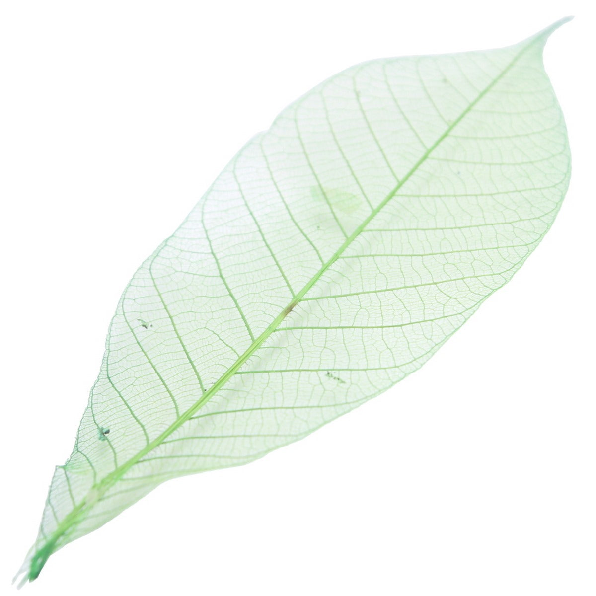 Gift To Love | Dried Veins Leaf | Code : LF4X25