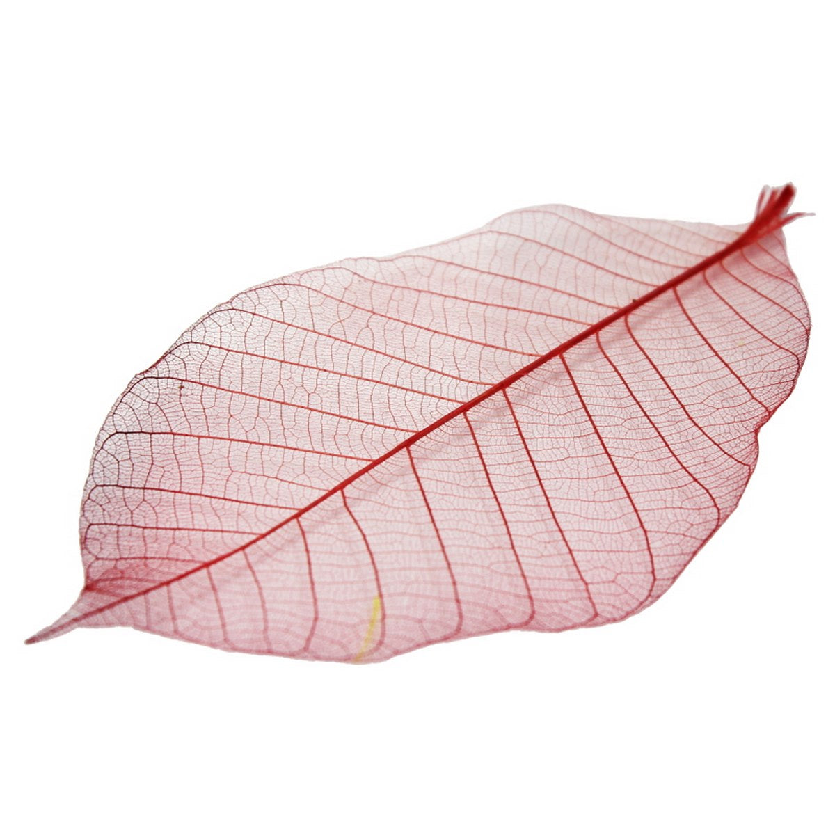 Gift To Love | Dried Veins Leaf | Code : LF5X25