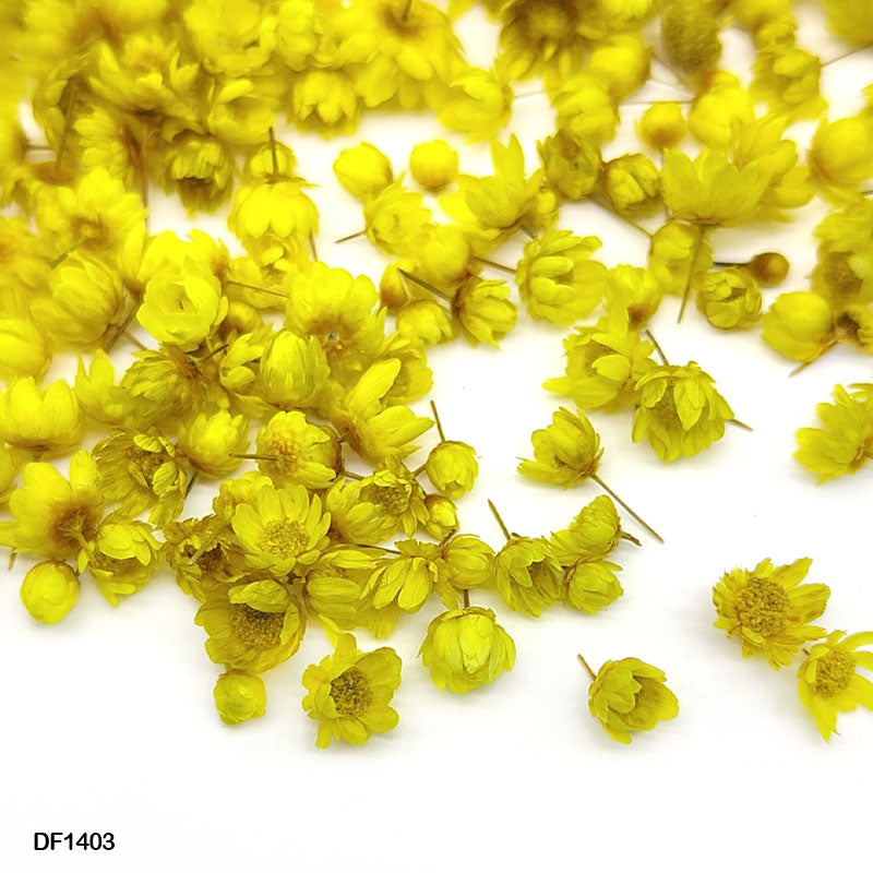 Df1403 Dry Flower 140Pcs Round Box Yellow