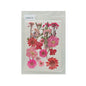 Gift To Love | Dry Flower Sheet | Code : DFMG130