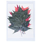 Gift To Love | Dried Flower Press | Code : DFPN06