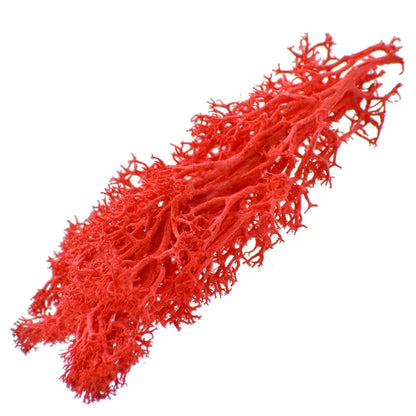 Gift To Love | Reindeer Moss | Color : Red | Pcs : 20 Grms | Code : JIM204