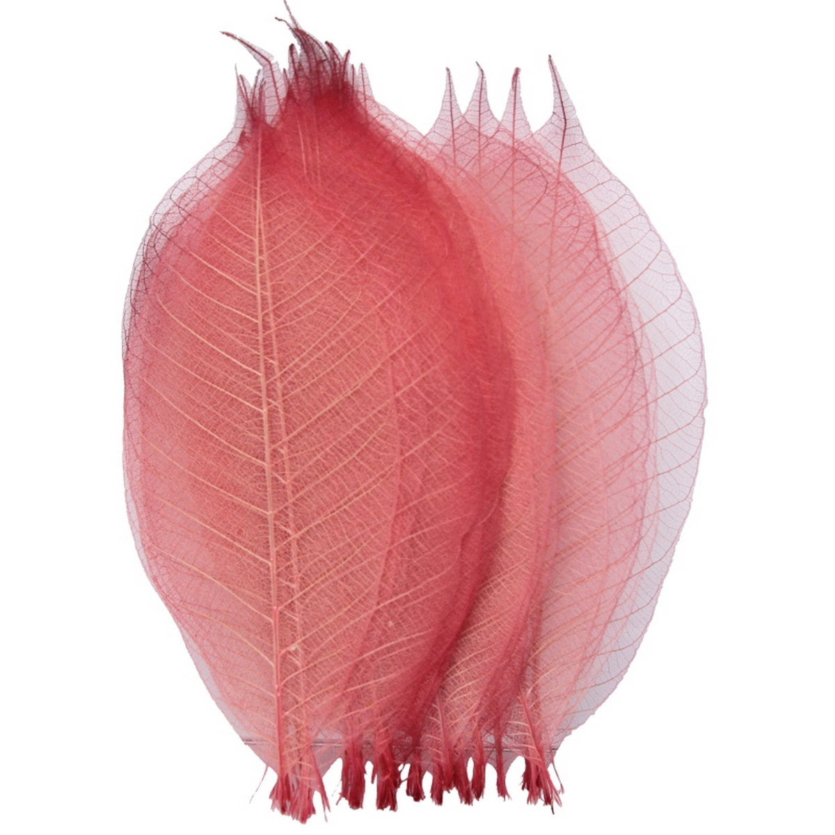 Gift To Love | Dried Veins Leaf | Code : LF5X25