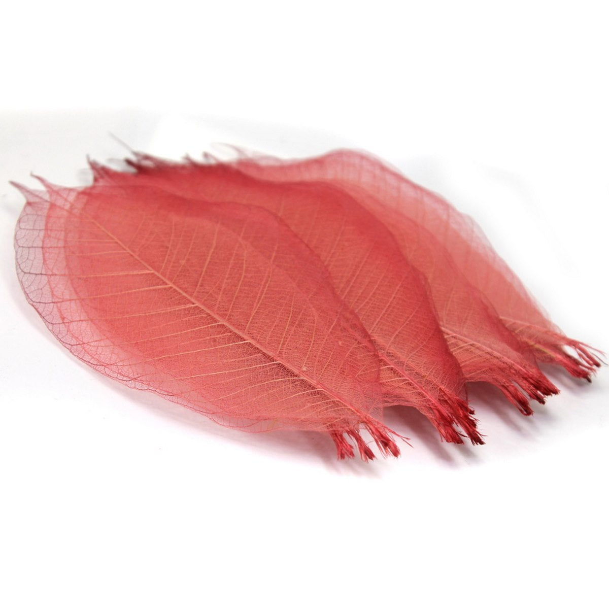 Gift To Love | Dried Veins Leaf | Code : LF5X25