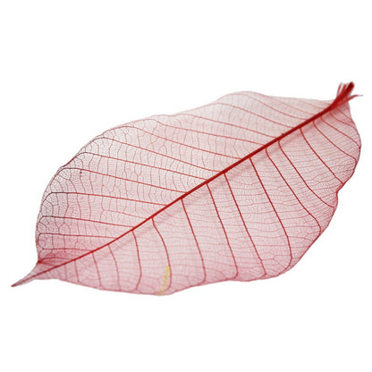 Gift To Love | Dried Veins Leaf | Code : LF5X25