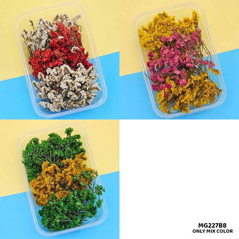 Dry Flower Box Mg227B8