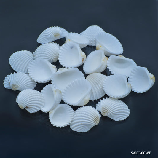 Gift To Love | Shells Kakinada Chippi Big | Size : 100 Gm | Code : SAKC-08WE