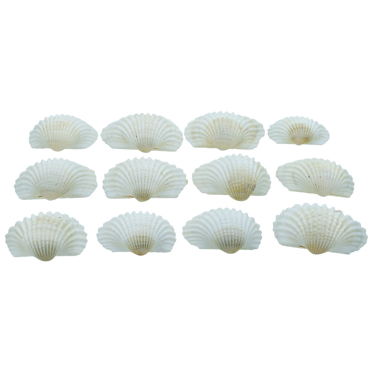 Gift To Love | Shells Kakinada Chippi | Size : 100 Gm | Code : SAKC-08