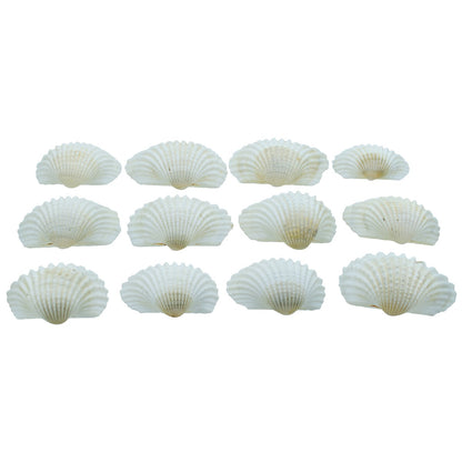Gift To Love | Shells Kakinada Chippi | Size : 100 Gm | Code : SAKC-08