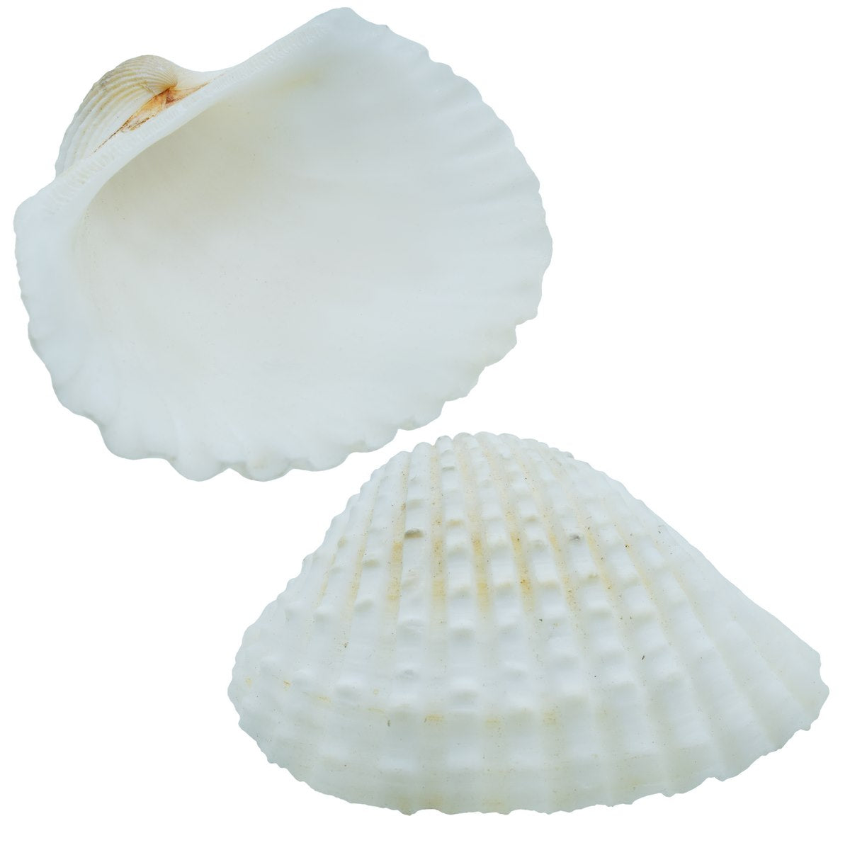 Gift To Love | Shells Kakinada Chippi | Size : 100 Gm | Code : SAKC-08