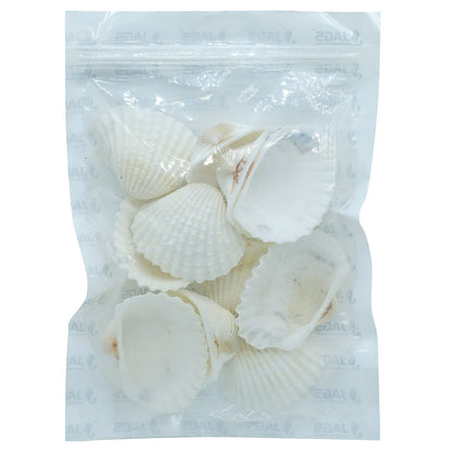 Gift To Love | Shells Kakinada Chippi | Size : 100 Gm | Code : SAKC-08