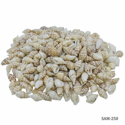 Gift To Love | Shells Dori Sangv Mani 100gm | Code : SAM-250