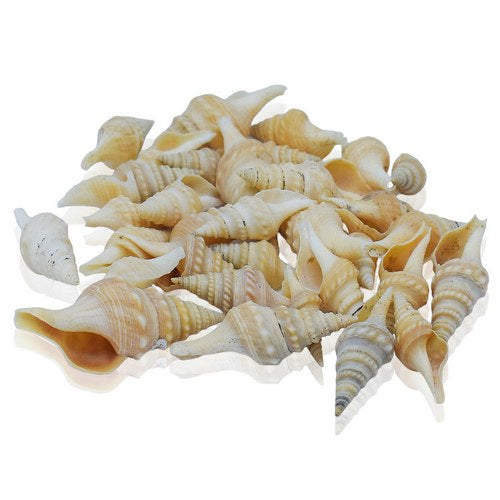 Gift To Love | Shells Velli Thirugani 50gm | Code : SAM-256
