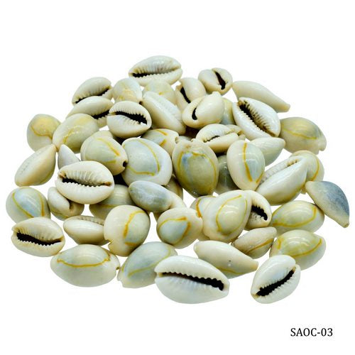 Gift To Love | Shells Ordinary Cowdy 100gm | Code : SAOC-03