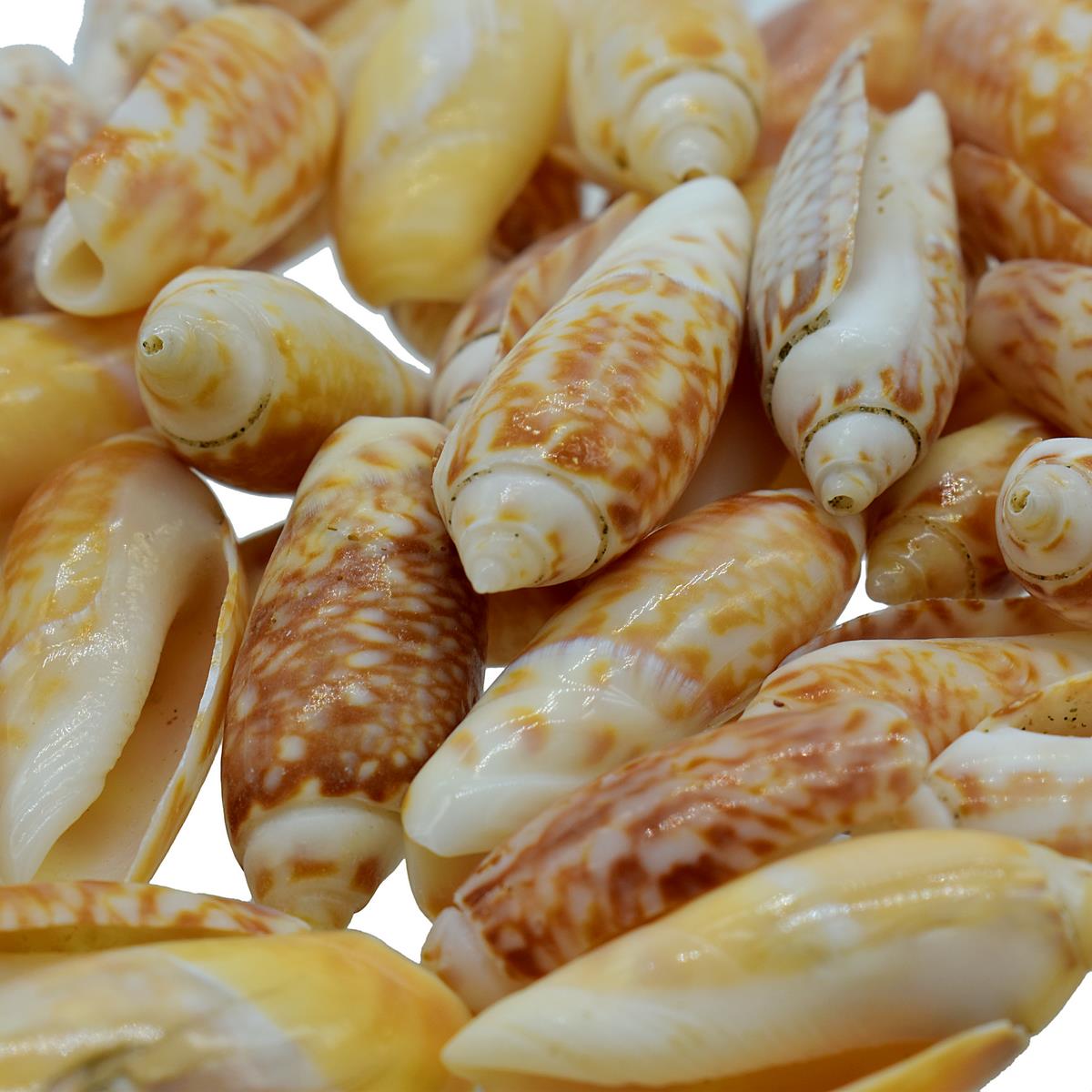Gift To Love | Shells Red Kovanji Small | Size : 100 Gm | Code : SARK-11