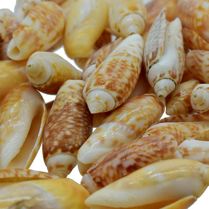 Gift To Love | Shells Red Kovanji Small | Size : 100 Gm | Code : SARK-11