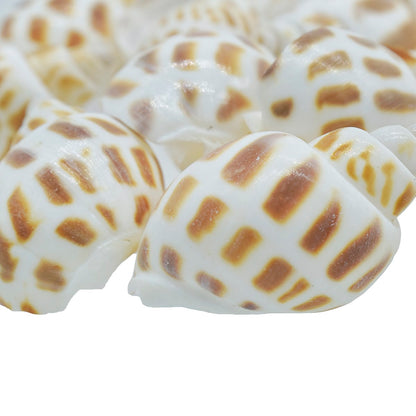 Gift To Love | Shells Small Forigen Puta Muttai | Size : 50 Gm | Code : SAS-61