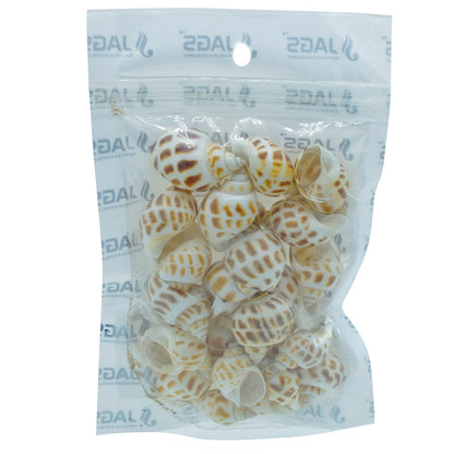 Gift To Love | Shells Small Forigen Puta Muttai | Size : 50 Gm | Code : SAS-61
