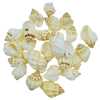Gift To Love | Shells Small Nellikai | Size : 50 Gm | Code : SASN-41