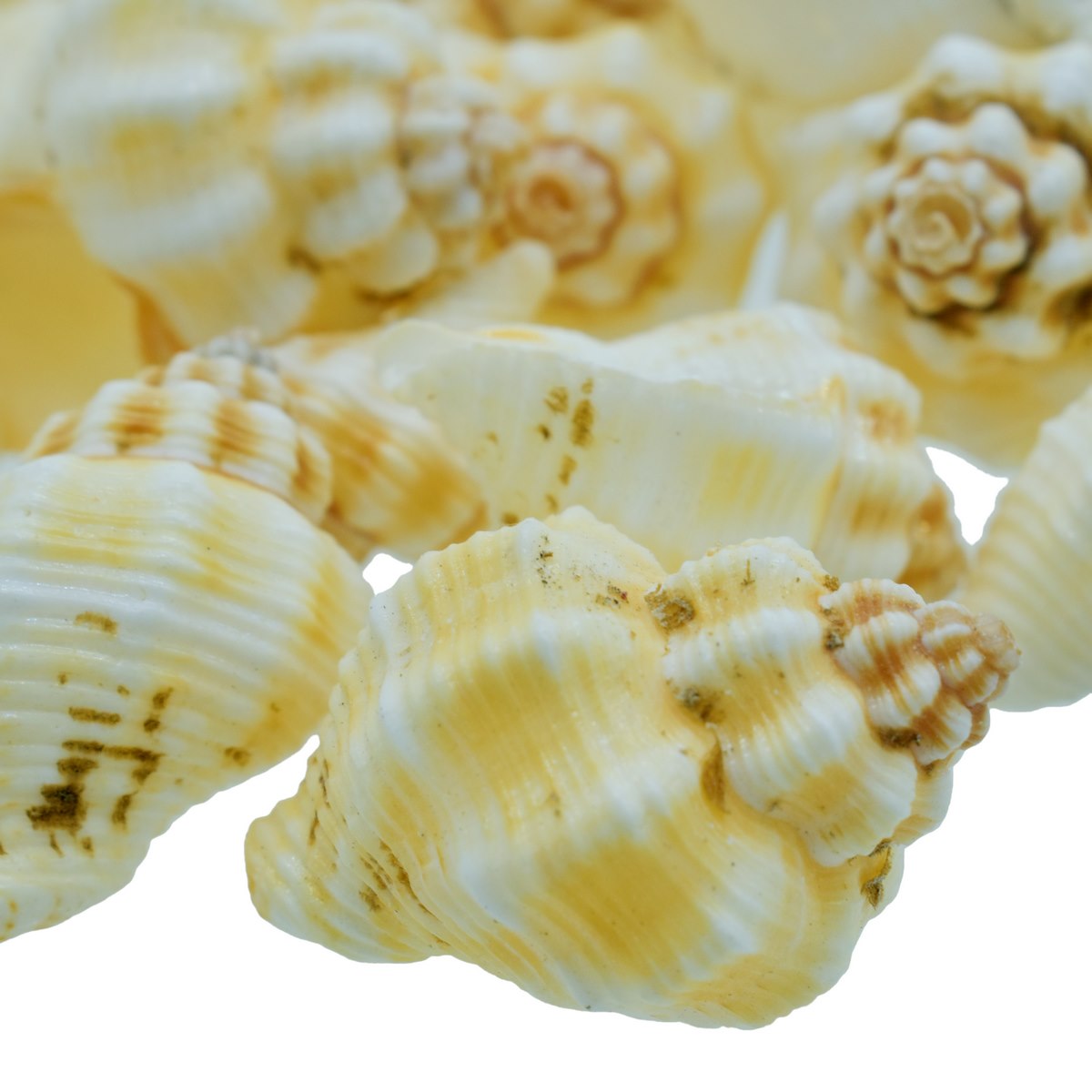 Gift To Love | Shells Small Nellikai | Size : 50 Gm | Code : SASN-41