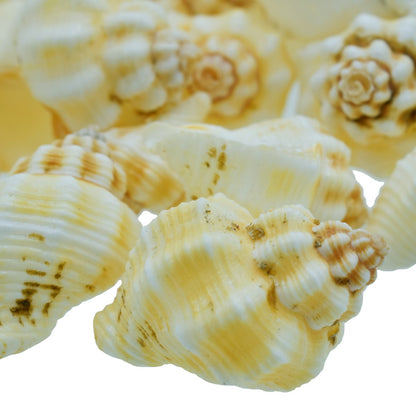 Gift To Love | Shells Small Nellikai | Size : 50 Gm | Code : SASN-41