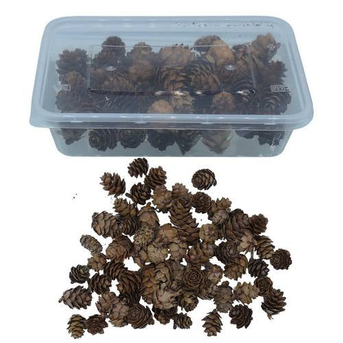 Gift To Love | DIY Craft Wooden Pine Cone Flower 50Gsm | Code : YWF-50GSM